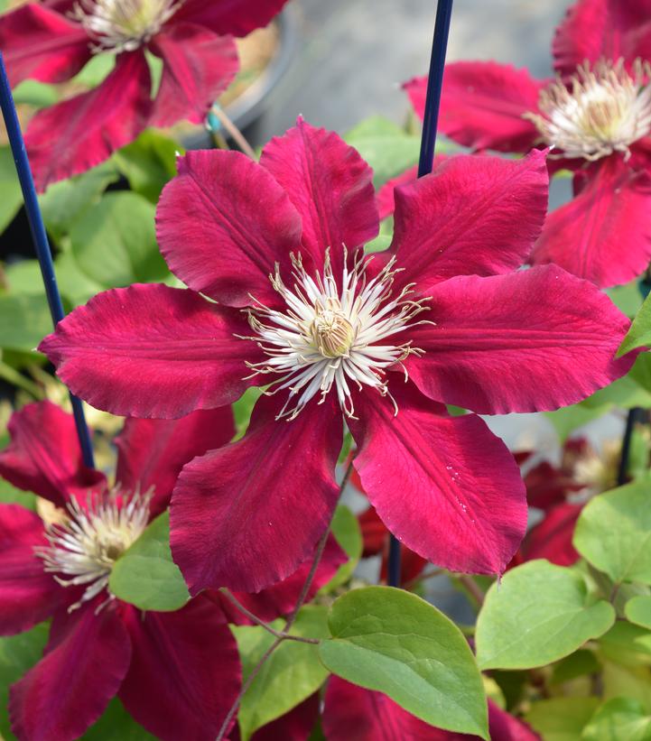 Clematis x Rebecca™