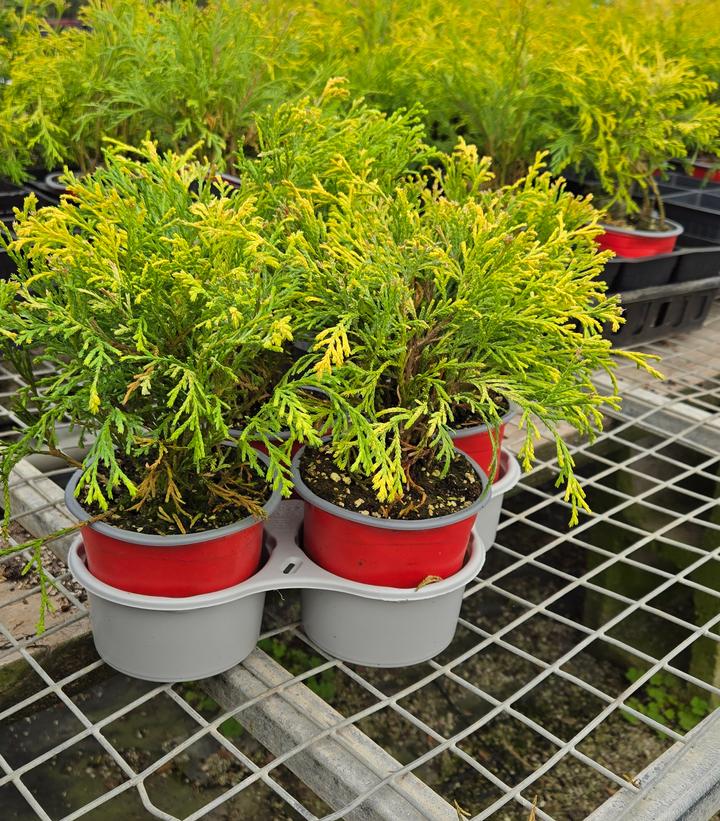 Chamaecyparis pisifera 'Filifera Aurea'