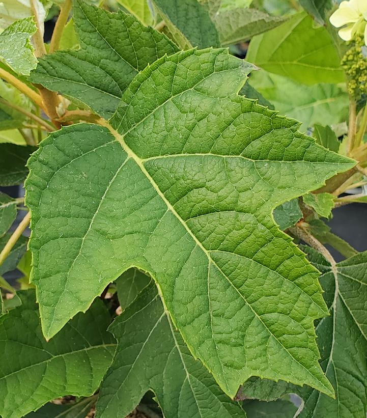 Hydrangea quercifolia 'Munchkin'