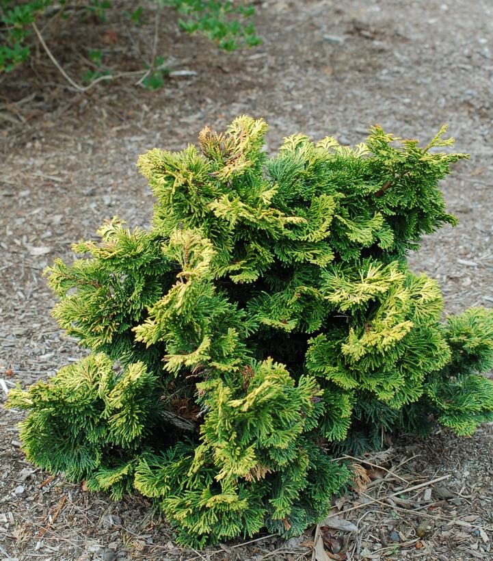 Chamaecyparis obt. Verdoni