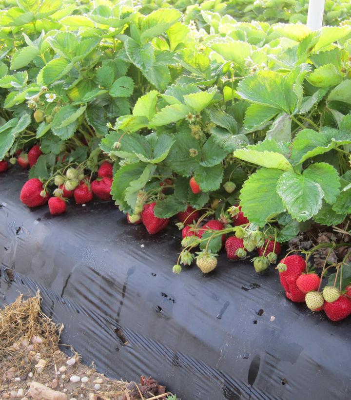 Strawberry Jewel