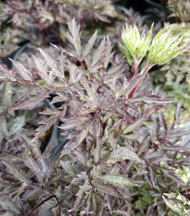 Actaea simplex 'Hillside Black Beauty'
