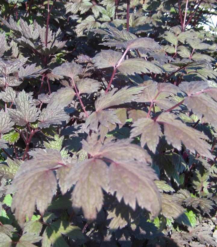 Actaea simplex 'Brunette'