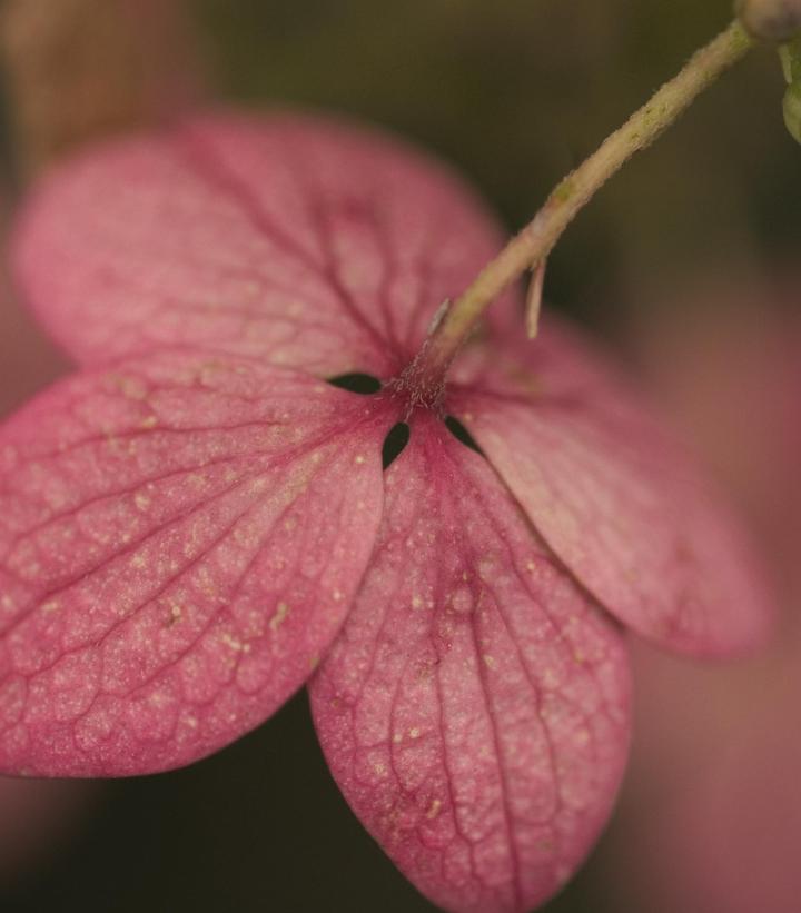 Hydrangea paniculata Pink Diamond