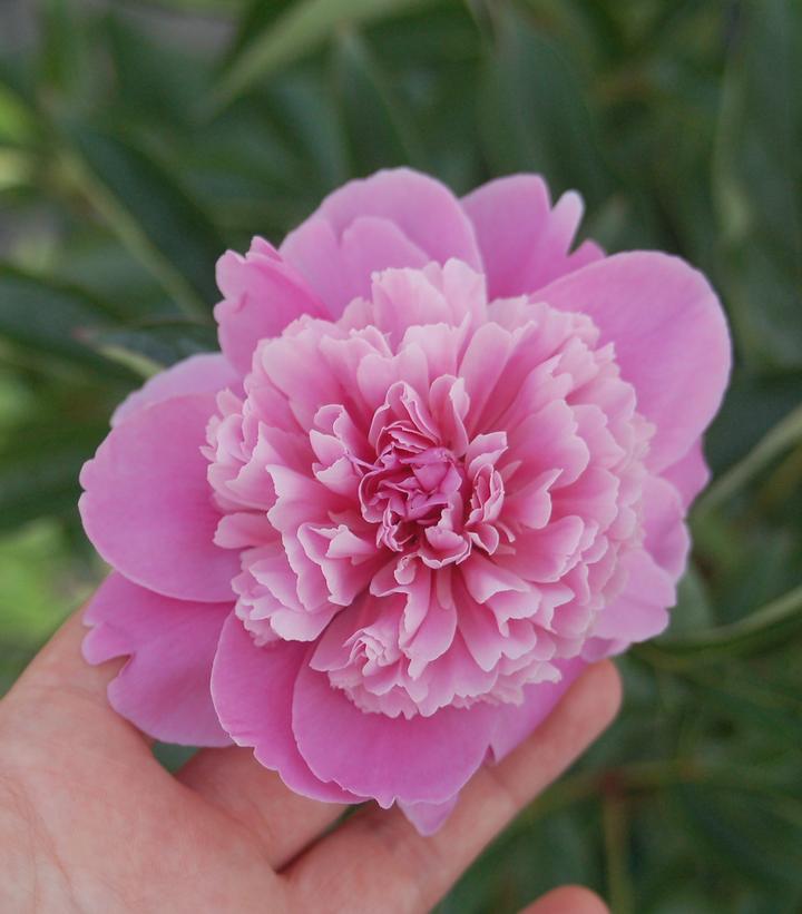 Paeonia latifolia 'Madame Emile Debatene'