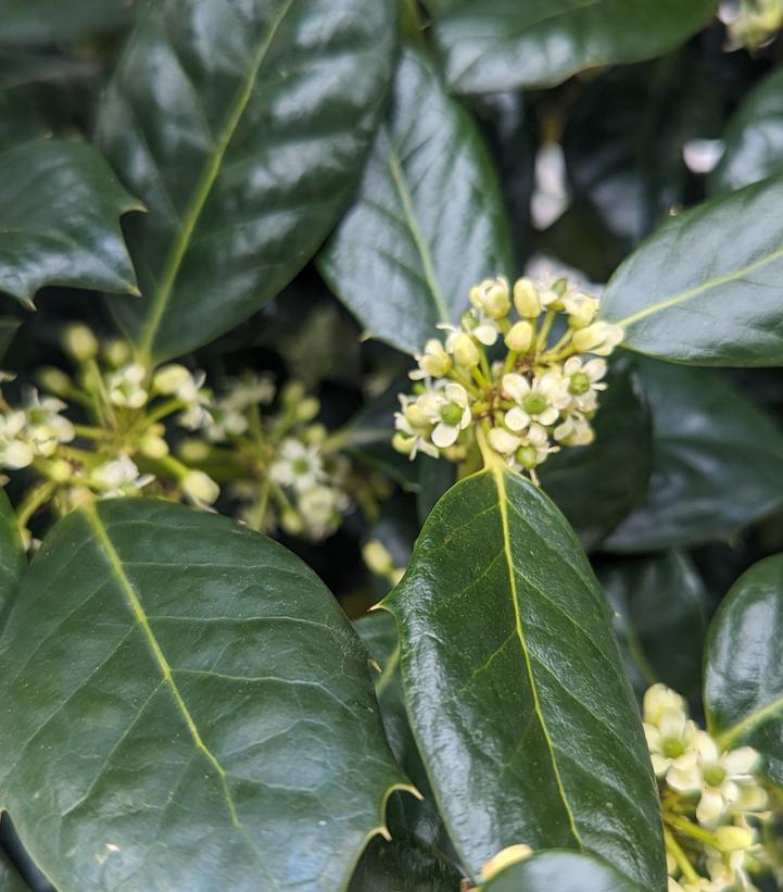 Ilex x 'Nellie Stevens'