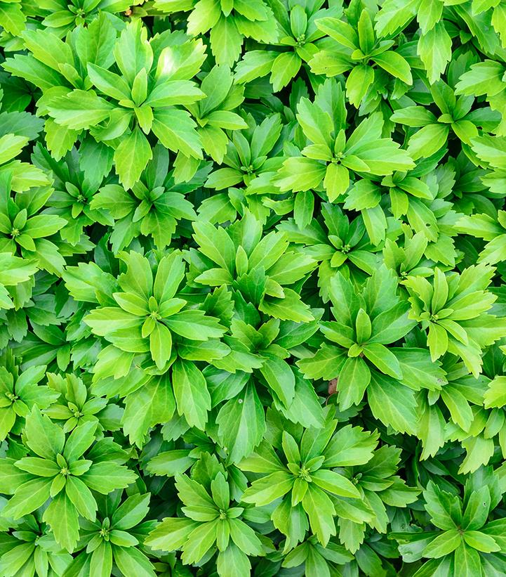 Pachysandra terminalis 