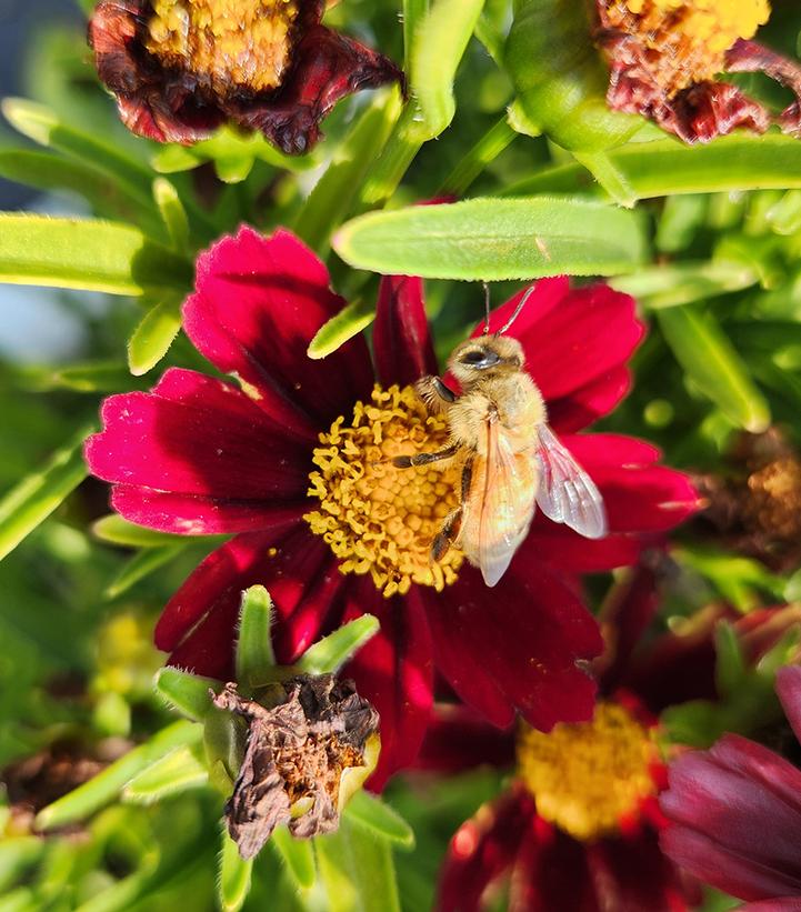 Coreopsis x Li'l Bang™ 'Red Elf'