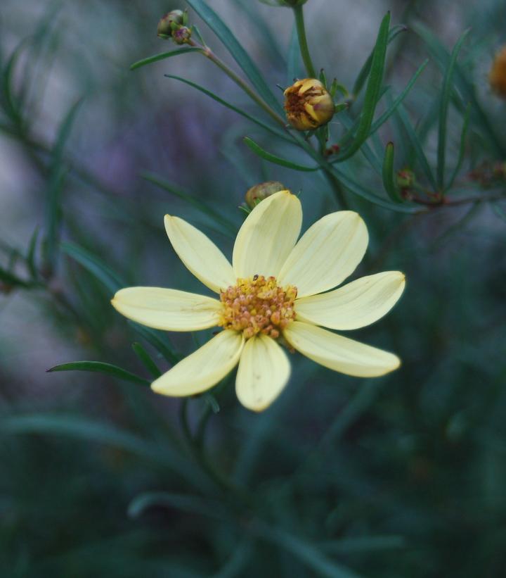 Coreopsis verticillata 'Moonbeam'