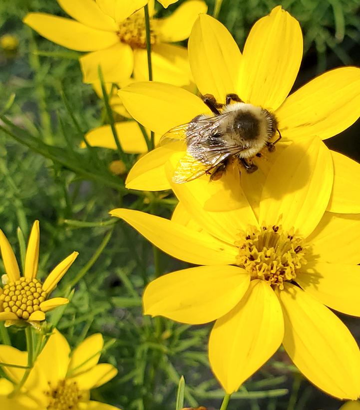 Coreopsis verticillata 'Zagreb'