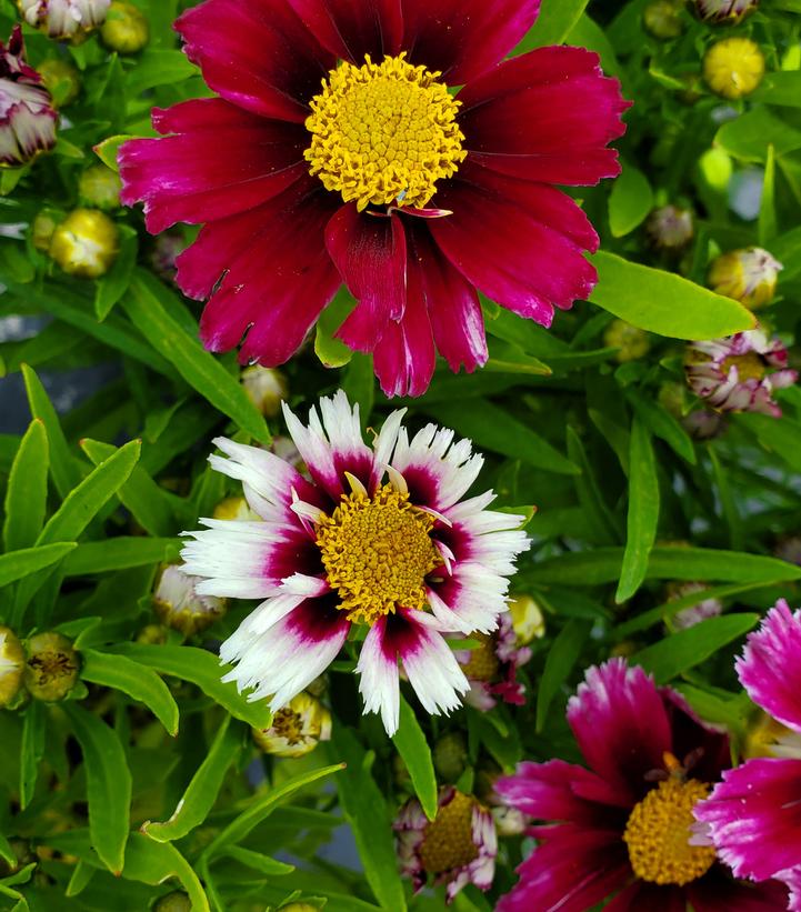 Coreopsis x Li'l Bang™ 'Starstruck'