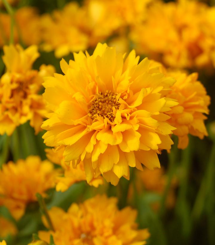 Coreopsis grandiflora 'Early Sunrise'