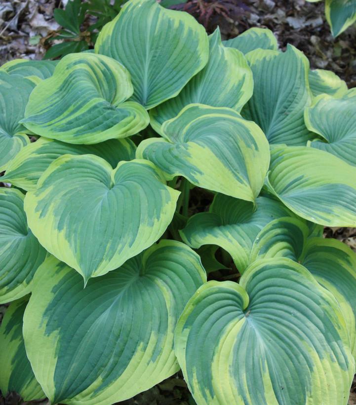 Hosta x 'Earth Angel'