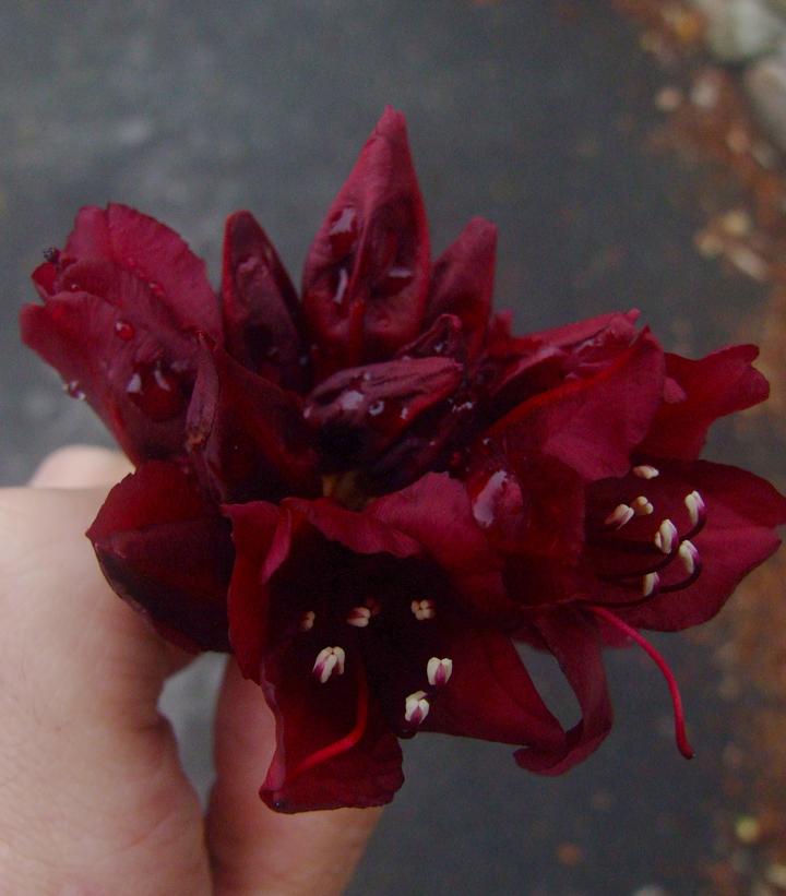 Rhododendron 'Dark Lord'