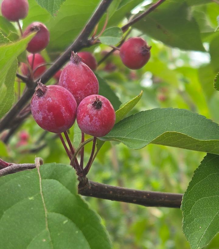 Malus x Radiant