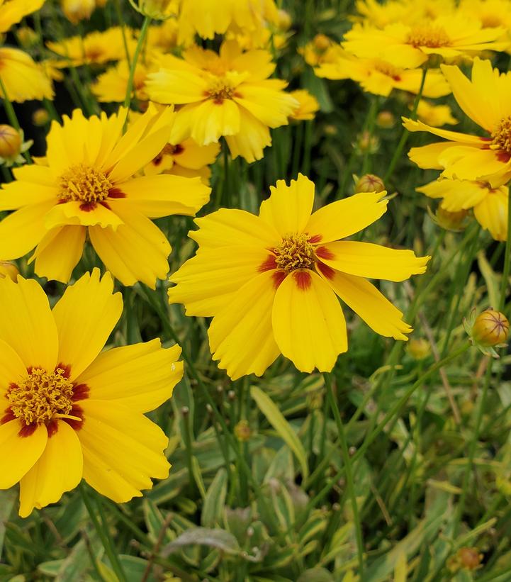 Coreopsis x 'Tequila Sunrise'