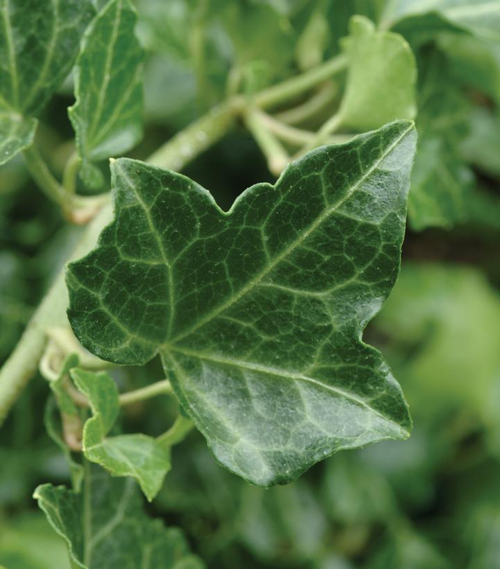Hedera helix Baltica