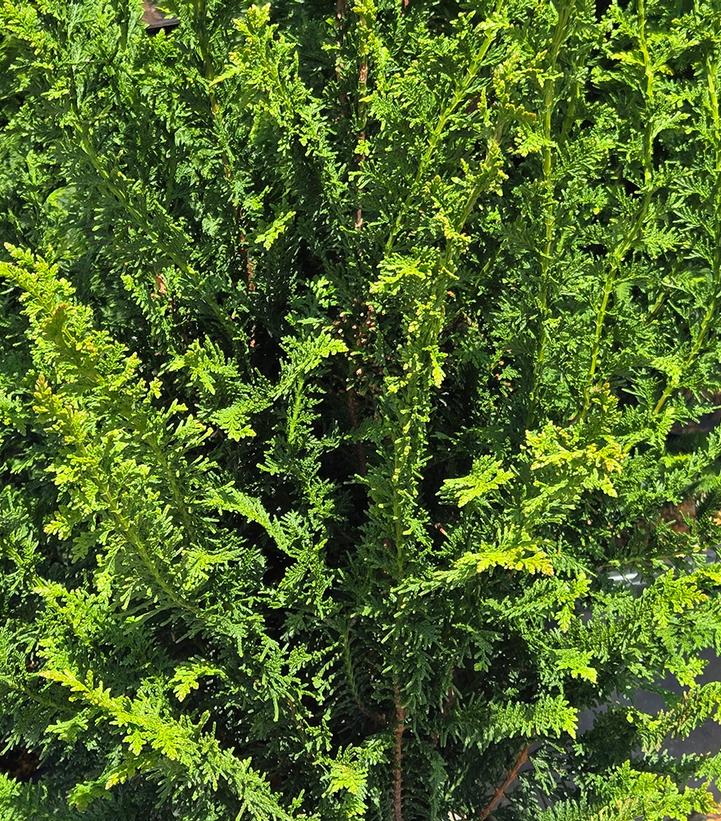 Chamaecyparis obtusa 'Filicoides Compacta'