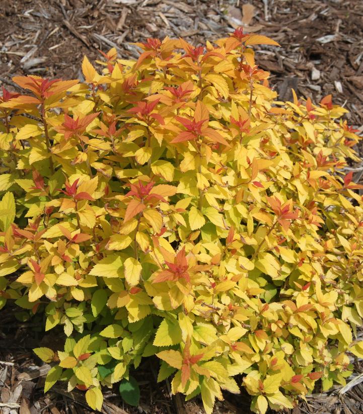 Spiraea japonica Double Play® Candy Corn®