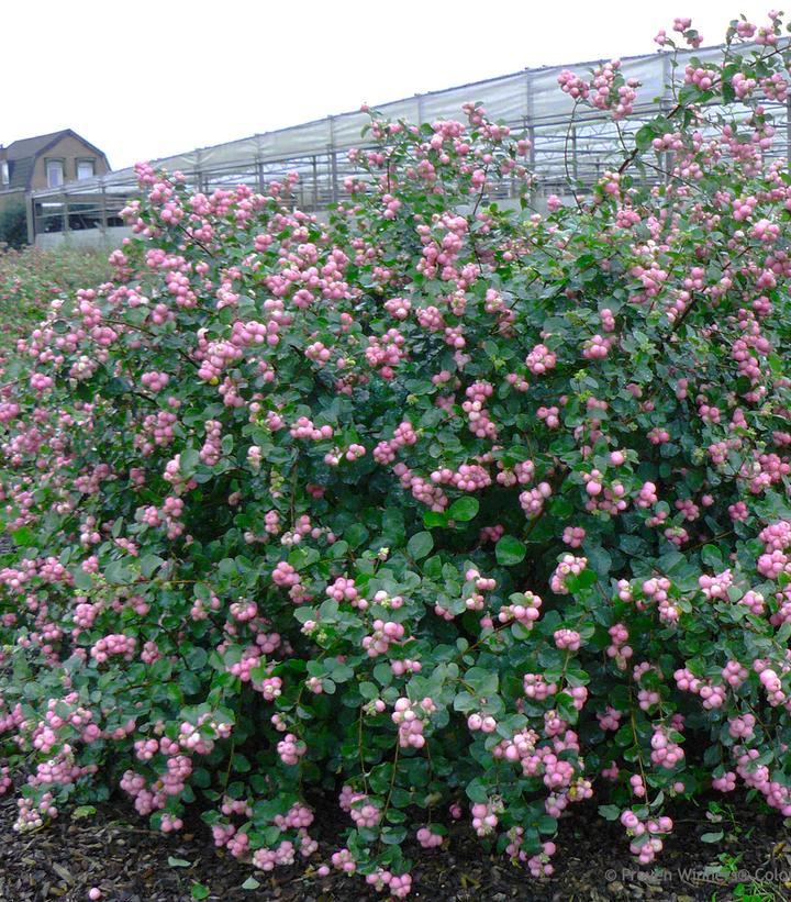 Symphoricarpos x Proud Berry®
