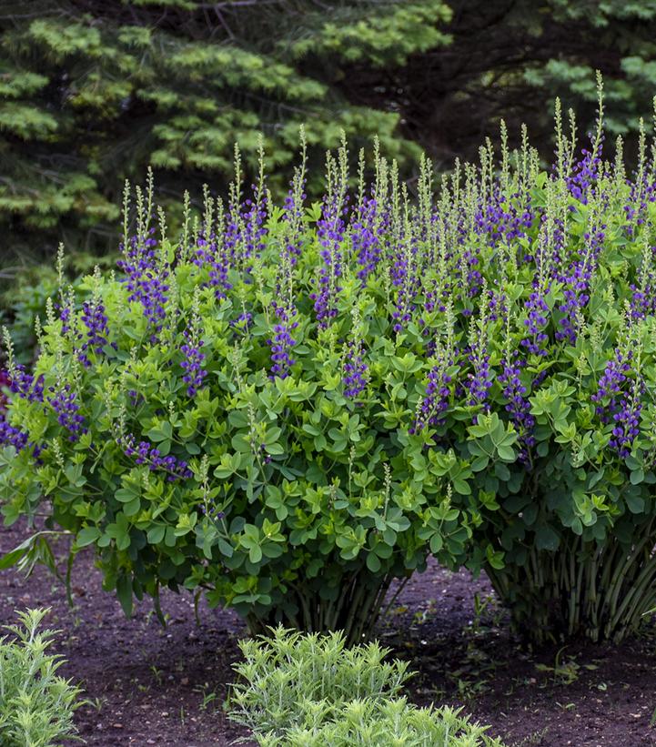Baptisia x Decadence® 'Sparkling Sapphires'