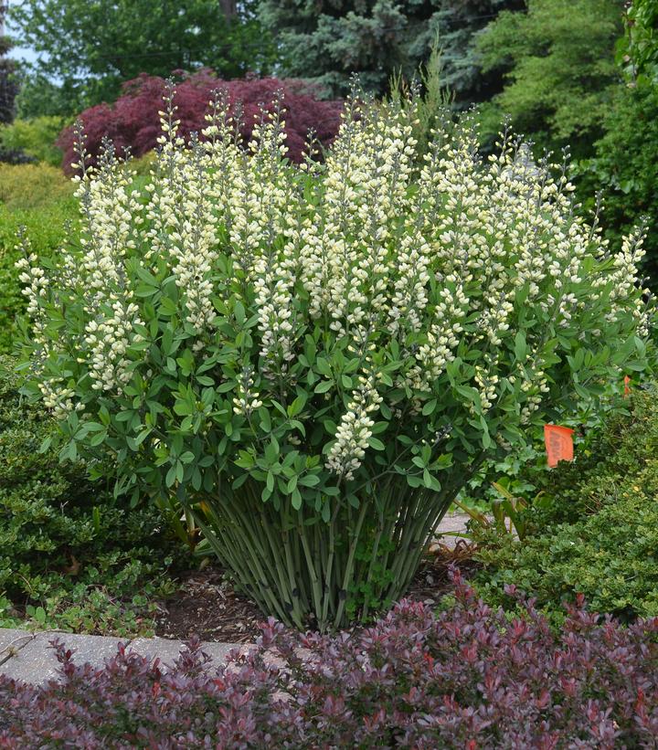 Baptisia x Decadence® Decadence® 'Vanilla Cream'