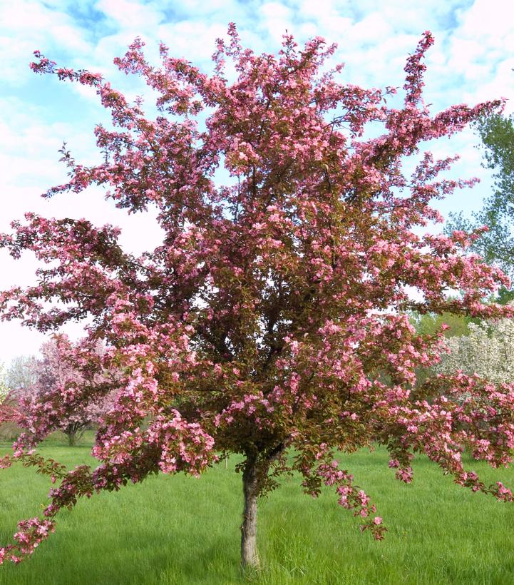 Malus Red Splendor