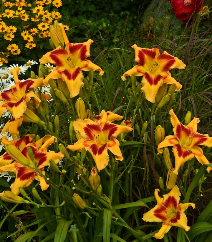 Hemerocallis hybrid Rainbow Rhythm® Rainbow Rhythm® Tiger Swirl