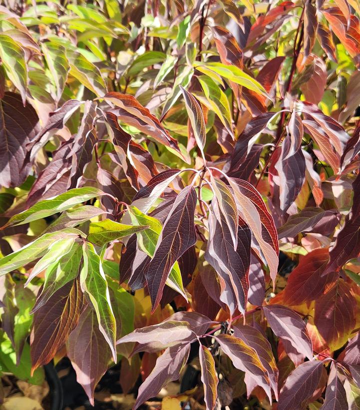 Cornus amomum 