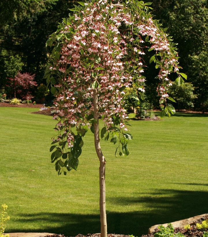 Styrax jap. Marley's Pink®