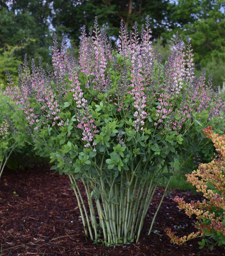 Baptisia x Decadence® Decadence® 'Pink Truffles'