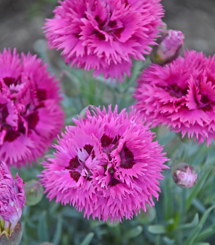 Dianthus x Fruit Punch® Spiked Punch