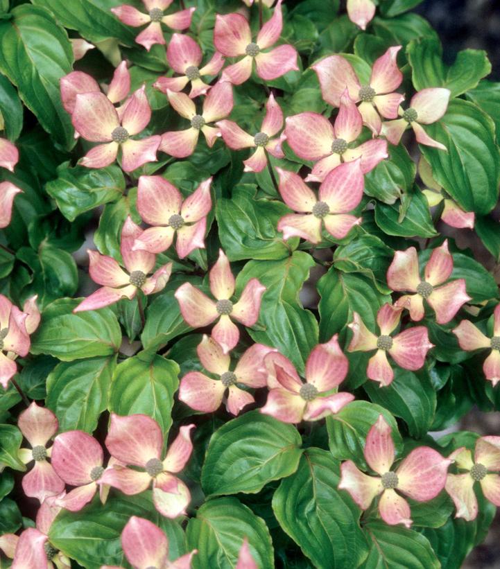 Cornus kousa 'Satomi'