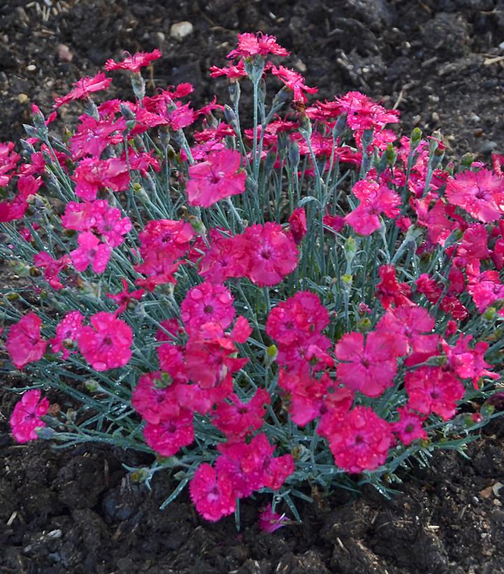 Dianthus x 'Paint the Town Magenta'