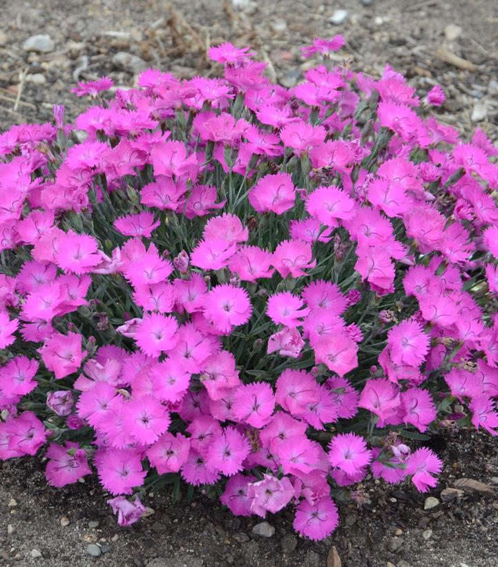 Dianthus x 'Paint the Town Fuchsia'