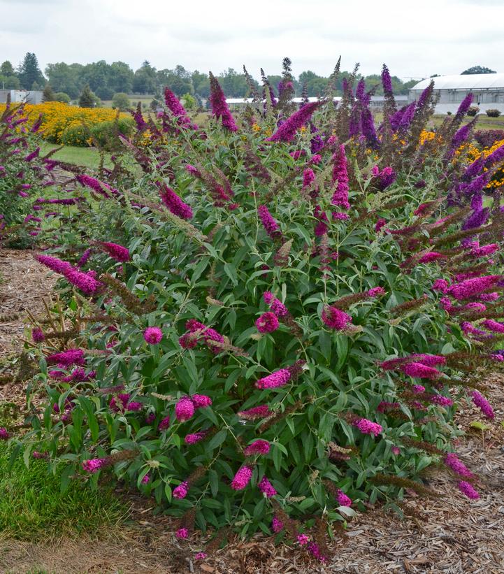 Buddleia davidii Monarch® 'Queen of Hearts'