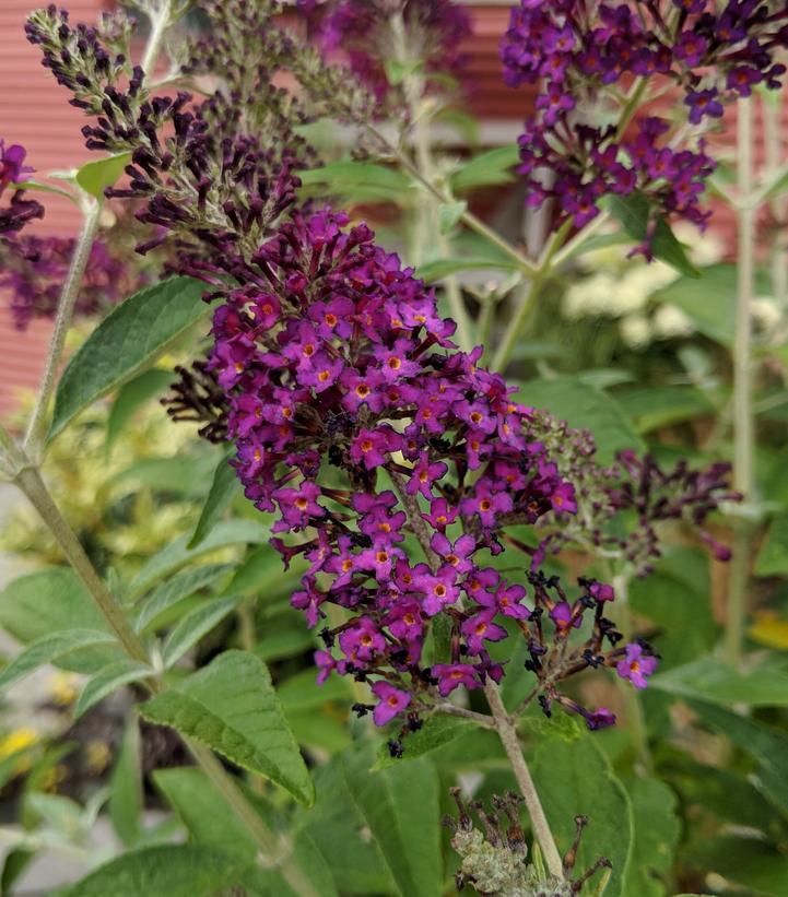 Buddleia davidii Monarch® 'Dark Dynasty'