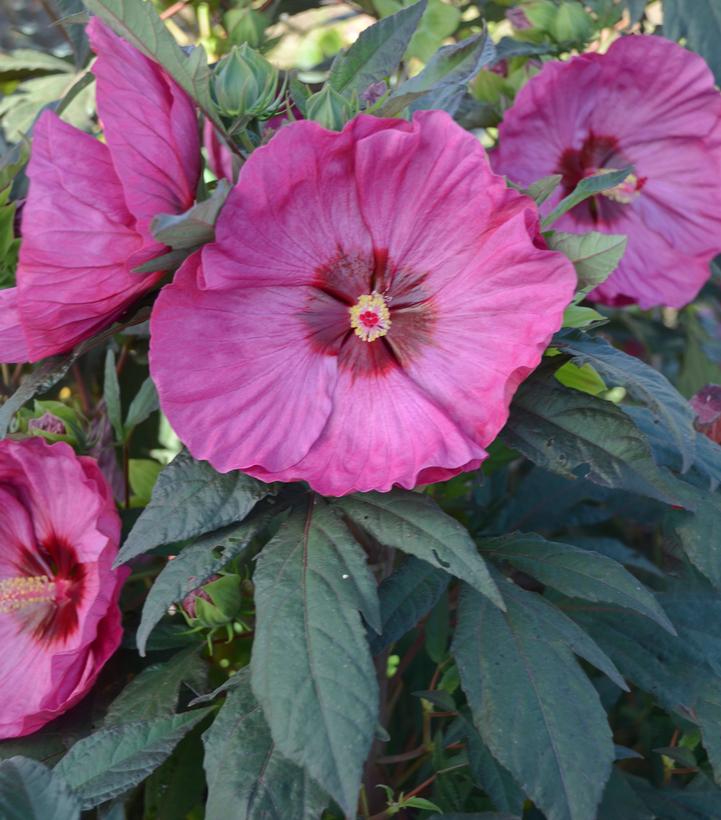 Hibiscus x Summerific® Berry Awesome