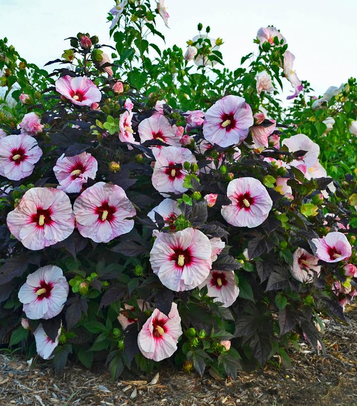 Hibiscus x Summerific® Perfect Storm