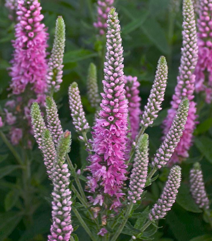 Veronica x Magic Show® Magic Show® 'Pink Potion'