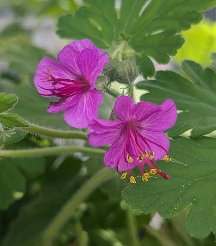 Geranium macrorrhizum 'Bevan's Variety'
