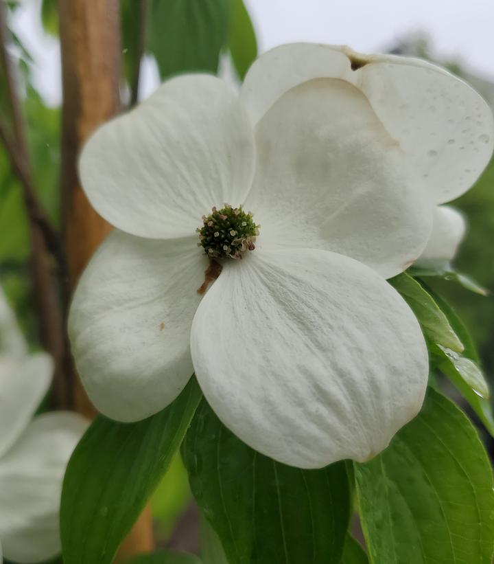 Cornus X Celestial®