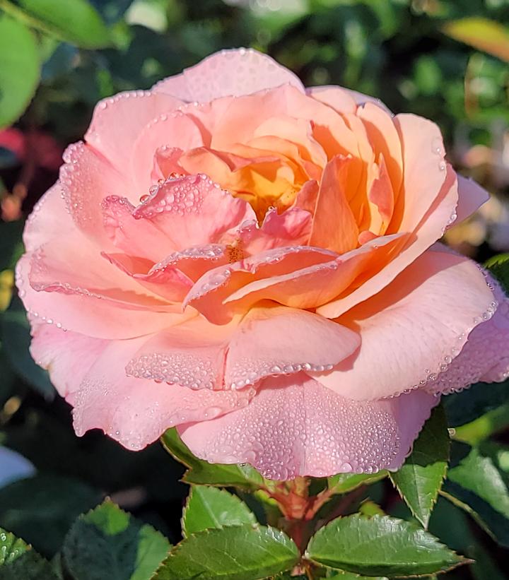 Rosa Easy Elegance® Calypso