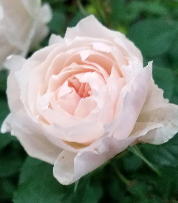 Rosa Icecap™