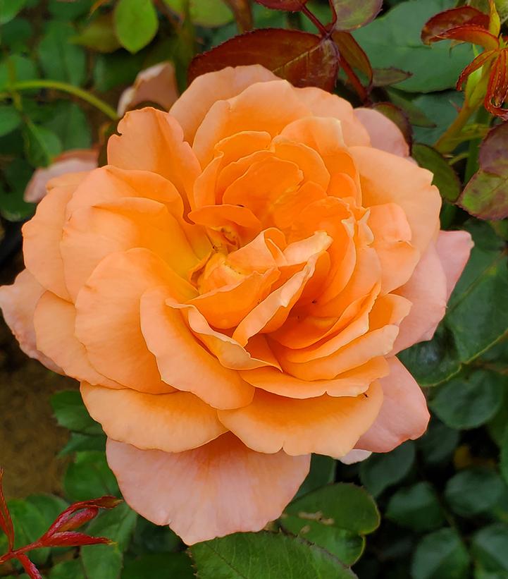 Rosa Easy Elegance® Sweet Fragrance
