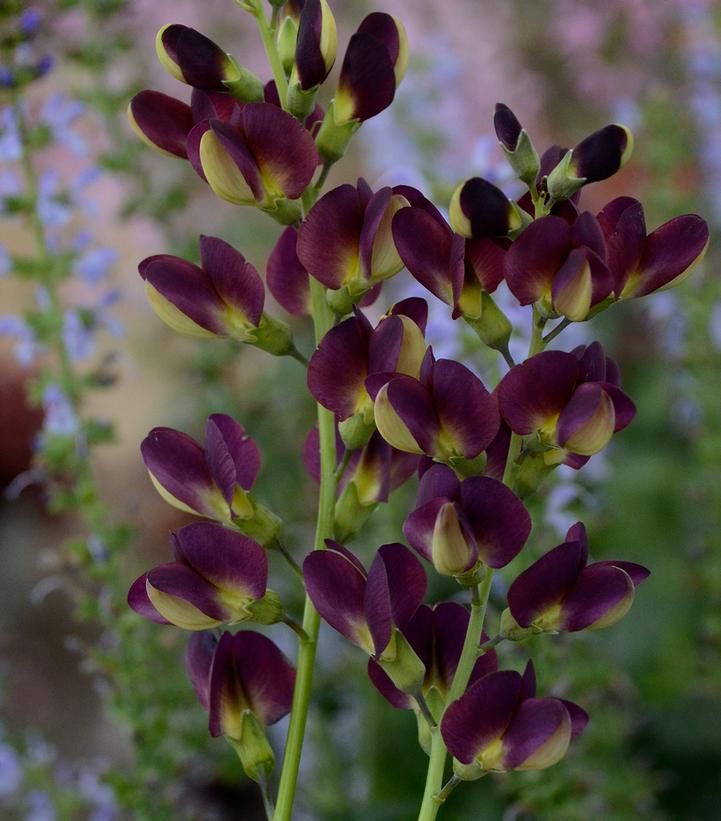 Baptisia x 'Grape Taffy'