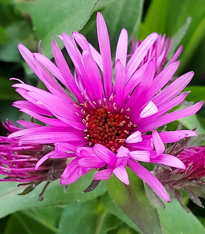 Aster novae-angliae 'Vibrant Dome'
