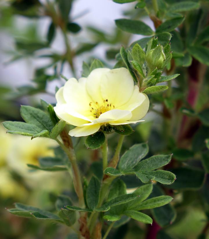 Potentilla fruticosa Lemon Meringue™