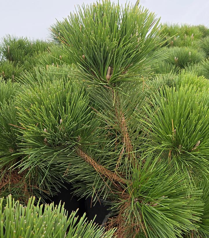 Pinus thunbergii Thunderhead'