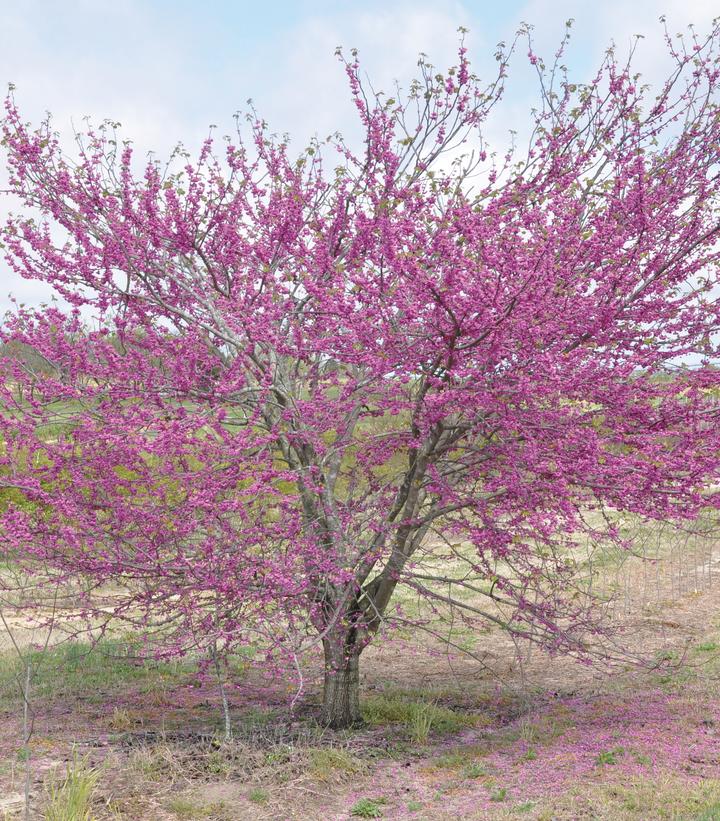 Cercis canadensis 'Pink Pom Poms'